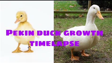 Pekin Duck Growth Chart