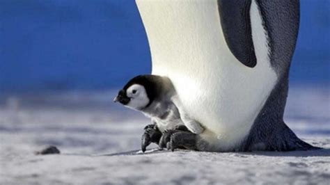 Penguenlerin Buzda Kayması: Büyüleyici Bir Seyir
