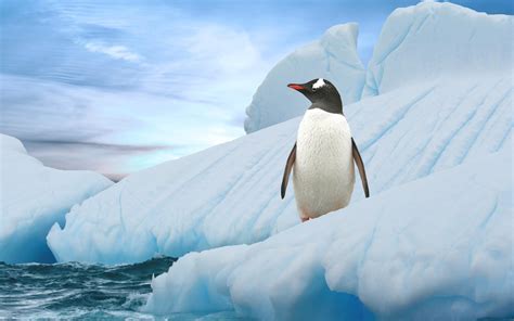 Penguin on Ice: A Journey into the Frigid South