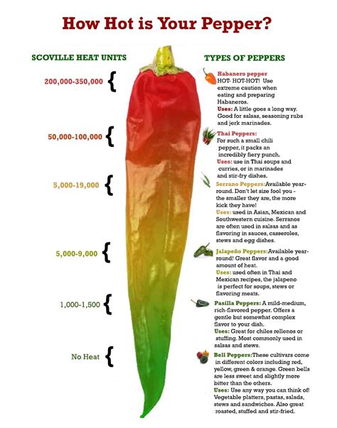 Penis Chili: A Spicy Journey of Flavor