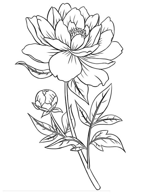 Peony Printable