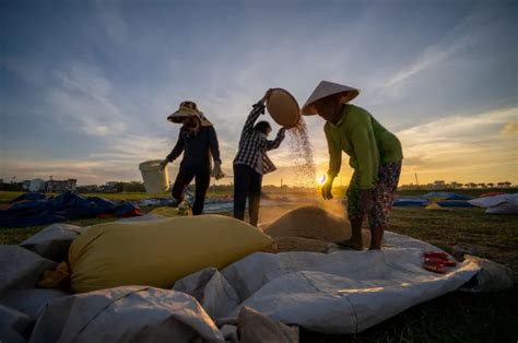 Petani Kakor: Pilar Pangan dan Ekonomi Daerah