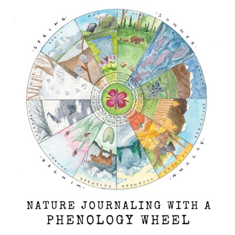 Phenology Wheel Template