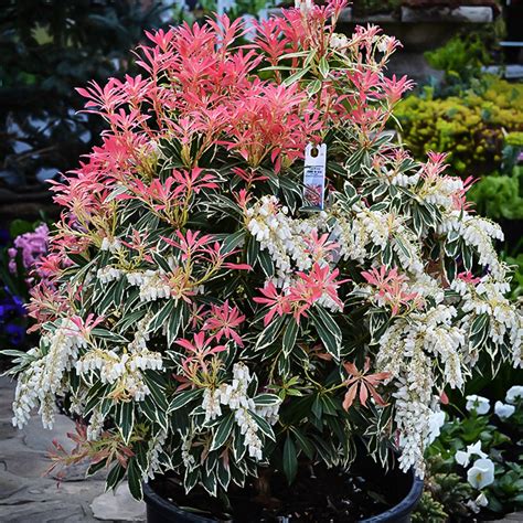 Pieris Fire and Ice: A Tale of Two Plants
