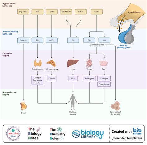 Pituitary Hormones Chart