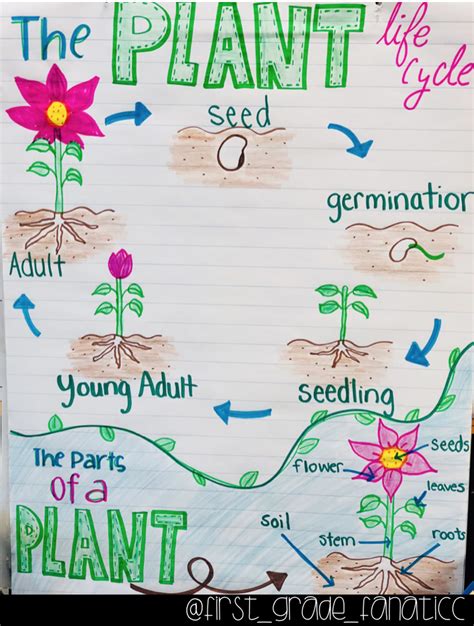 Plant Life Cycle Anchor Chart