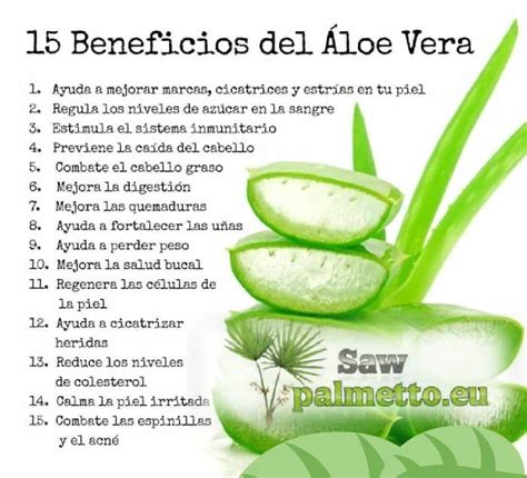 Plantas de Hielo: Una Guía Informativa sobre los Beneficios del Aloe Vera