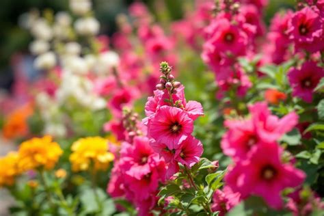 Plantes De Beaute Epub Pdf
