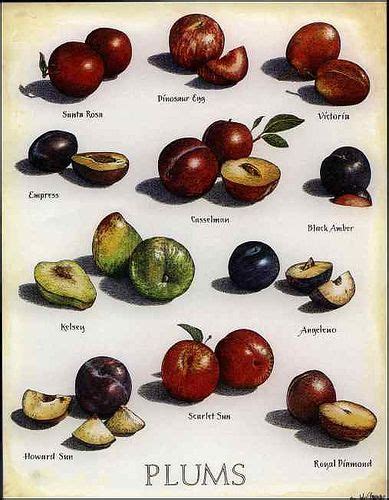 Plum Pictures