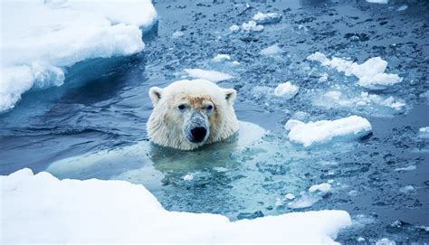 Polar Bear Ice Maker: A Heartfelt Plea to Save Our Arctic Ambassadors