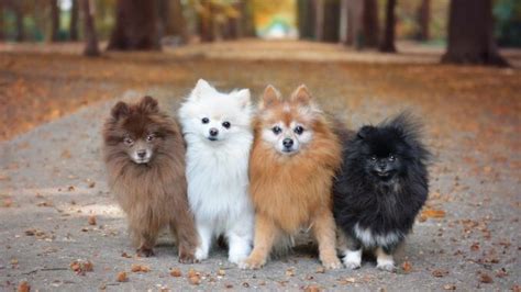 Pomeranian Färger: Ein umfassender Leitfaden**