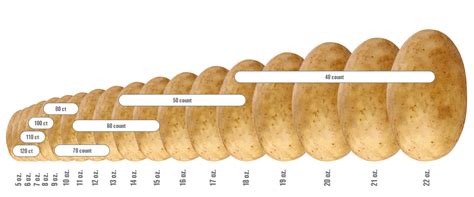 Potato Size Chart