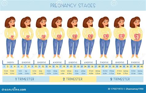 Pregnancy Belly Growth Chart