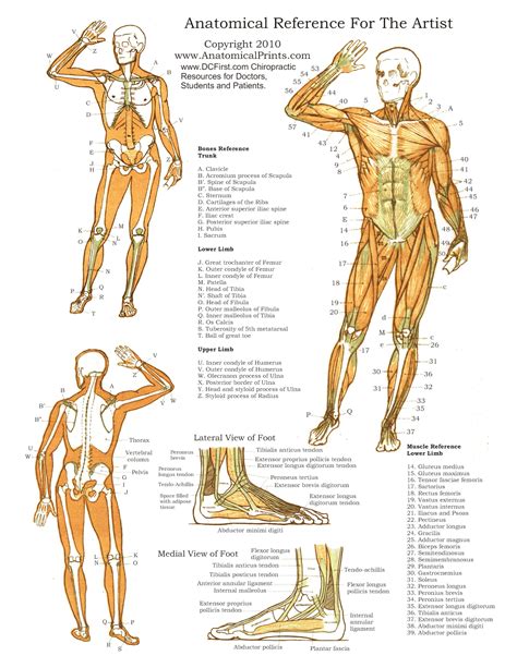 Printable Anatomy Worksheets