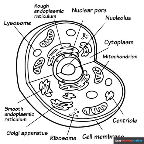 Printable Cell Structure