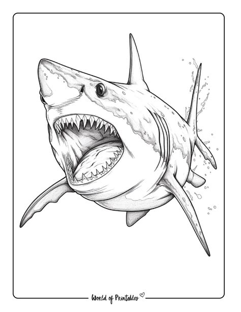 Printable Coloring Pages Shark