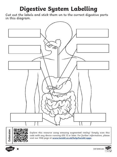 Printable Digestive System Worksheet