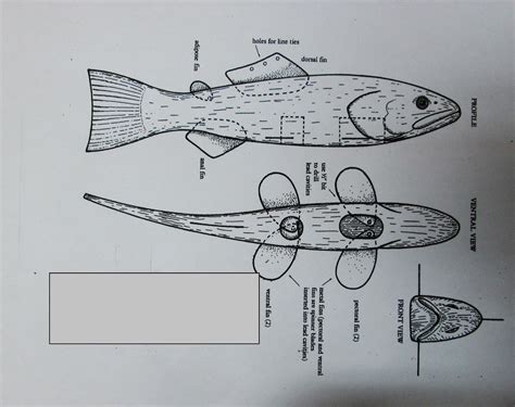 Printable Fish Wood Carving Patterns