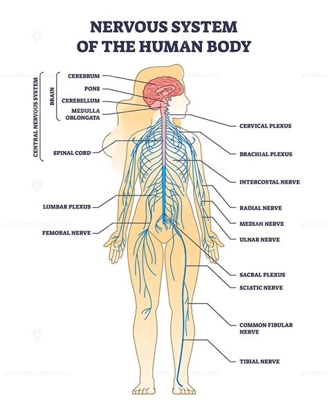 Printable Nervous System Diagram