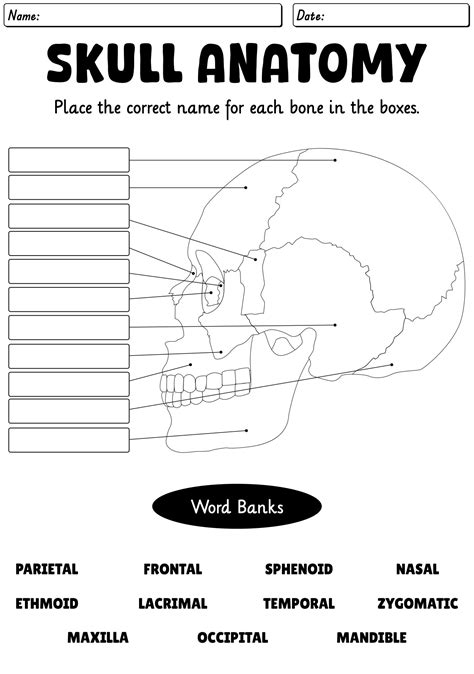 Printable Skull Labeling Worksheet