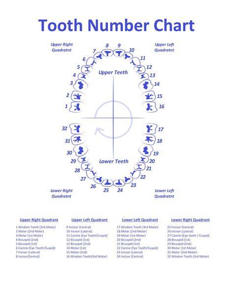 Printable Teeth Chart