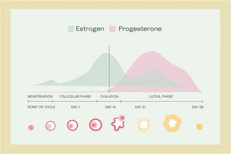 Progesterone: The Hormone That Makes Things Happen