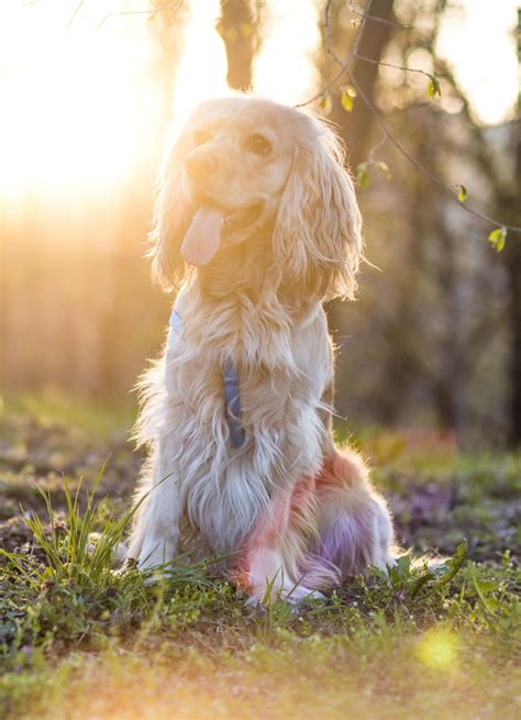 Pudel Cocker Spaniel: The Perfect Companion for Active Families