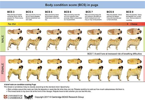 Pug Dog Weight Chart