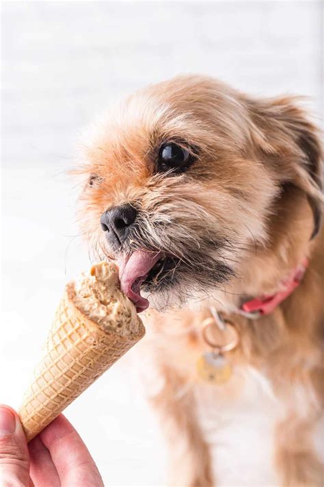 Puppy Dogs and Ice Cream: A Perfect Pairing