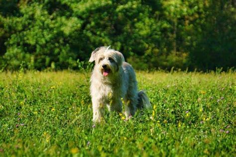 Pyreneisk Vallhund: En trofast följeslagare med ett hjärta av guld