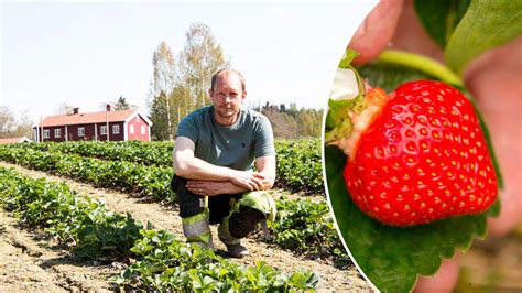 Råsta jordgubbar: En guide till den perfekta jordgubben