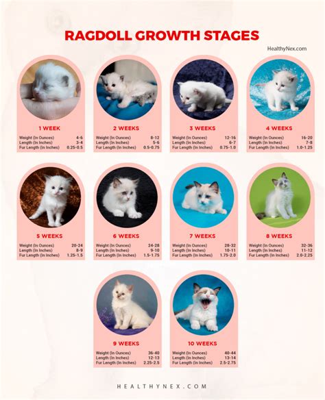 Ragdoll Cat Growth Chart