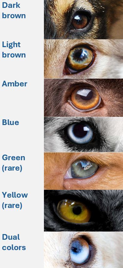 Rare Puppy Eye Color Chart