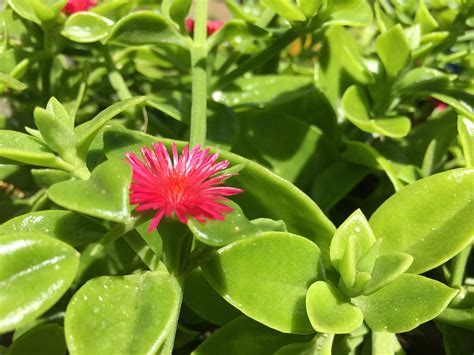 Red Apple Ice Plant: The Plant that Transforms Your Garden