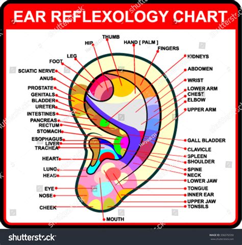 Reflexology Ear Chart