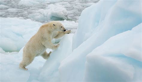 Revolutionizing Ice Production: Embark on an Arctic Adventure with the PolarBear Ice Maker