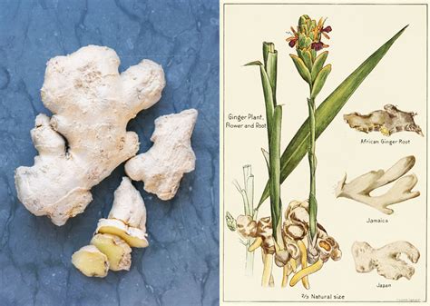Rivno ingefära – En oumbärlig växt med enastående hälsoeffekter