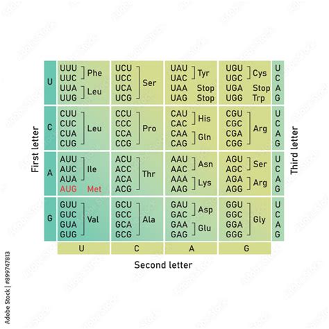 Rna Codon Chart