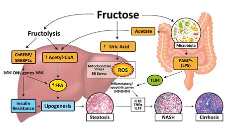 Role of Ketohexokinase in Fructose-induced Insulin Resistance and Endothelial Dysfunction book cover