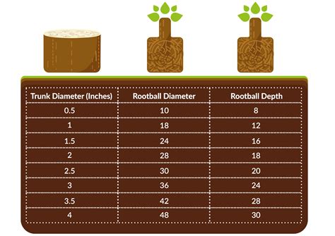 Root Ball Size Chart