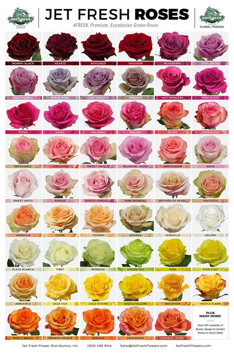 Rose Colour Chart