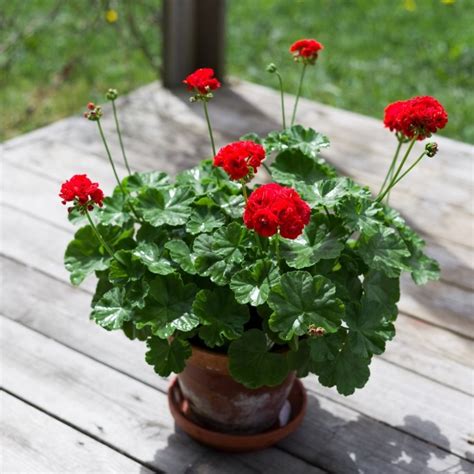 Rosenpelargon röd – En guide till den vackraste blomman