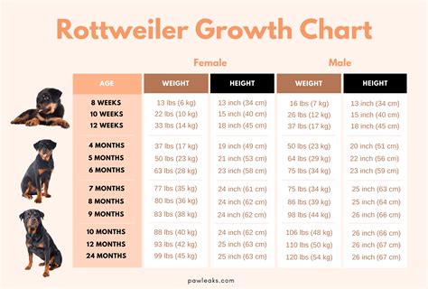 Rottweiler Dog Growth Chart