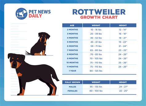 Rottweiler Size Chart