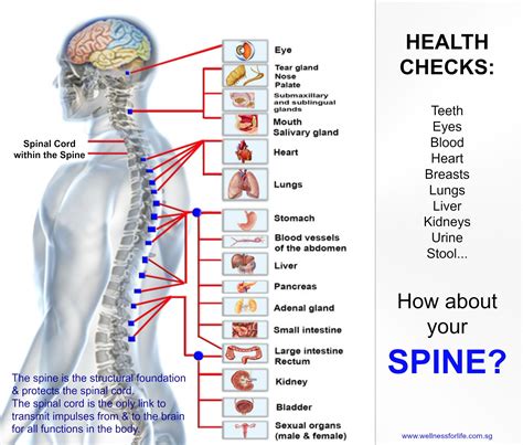 Ryggmärkens Kraft: En Guide till Spinal Healing och Välbefinnande