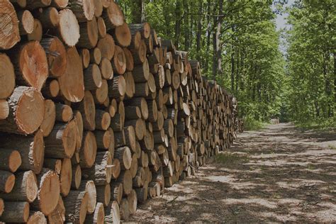 Södra United: A Force to Reckon With in the Global Forest Industry