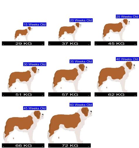 Saint Bernard Growth Chart