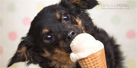 Sakit Perut Anjing Akibat Makan Es Krim Cokelat