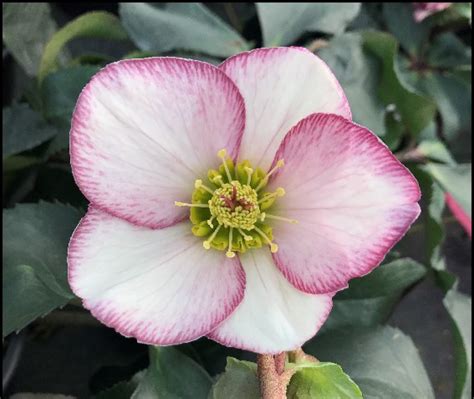 Selamat Datang di Dunia Ice n Roses Hellebore: Bunga Cantik yang Tahan Banting