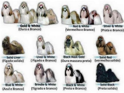 Shih Tzu Colors Chart